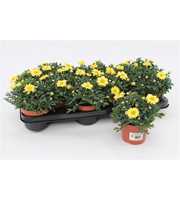 Margriet Frutescens Yellow