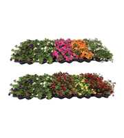 Calibrachoa Mix Layer