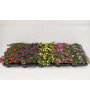 Calibrachoa Rosies Mix Layer