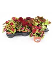 Coleus Blumei Wizard Siernetel