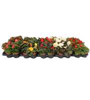 Begonia Tenella Mixtrolley