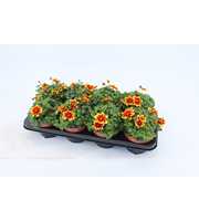 Bidens Beedance Yellow Red