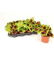 Coleus Kong Mix