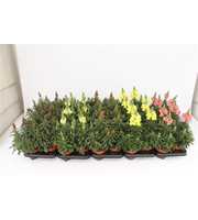 Antirrhinum Majus Mix Layer