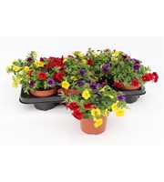 Calibrachoa "Tropicana" Tricolor Blue/Red/Yellow