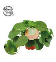 Pilea Peperomioides 15cm Nederlands etiket