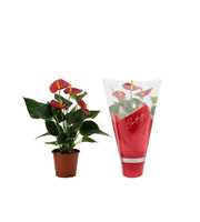 Anthurium Success Red in Couture sleeve