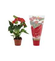 Anthurium Diamond Red in Couture Christmas sleeve