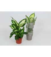 Purify Dieffenbachia Camilla 12 cm