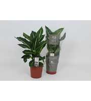 Purify Dieffenbachia Green Magic 17 cm