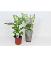 Purify Dieffenbachia Mars 17 cm