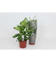 Purify Dieffenbachia Sublime 17 cm