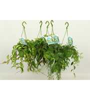 HangonGreen Hangplanten Gemengd 14 cm