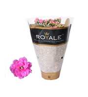 Kalanchoe Rosalina 12cm Royale Nando roze