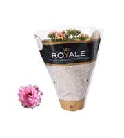 Kalanchoe Rosalina 12cm Royale Alano roze/wit