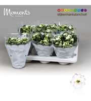 Kalanchoe Moments - White