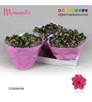 Kalanchoe Moments - Pink