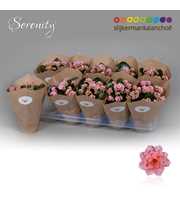 Kalanchoe Papersleeve - Serenity Rosa