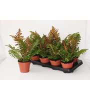 Blechnum Brasiliense 'Volcano'