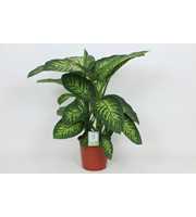 Purify Dieffenbachia Tropic Snow 24 cm