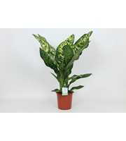 Purify Dieffenbachia Crown 24 cm