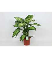 Purify Dieffenbachia Lemon Tropic 24 cm