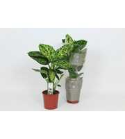 Purify Dieffenbachia Reflector 17 cm