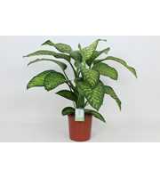 Purify Dieffenbachia Tropic Jewel 24 cm