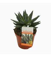 Haworthia 'royal albert' 8,5 cm met etiket