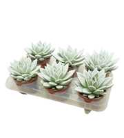 Echeveria gespoten 10,5 cm Snowy wit