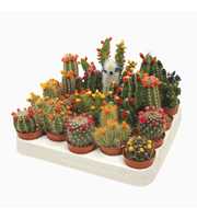 Cactus mix strobloem 5,5 cm