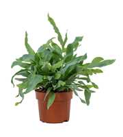 Phlebodium Blue Star 12cm