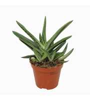 Gasteria little warthy 8,5 cm