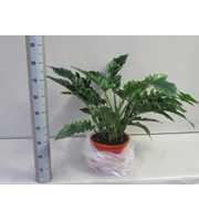 Philodendron narrow