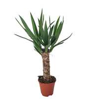 Yucca 14 cm