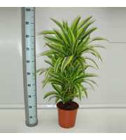 Dracaena Lemon Lime 45 vertakt