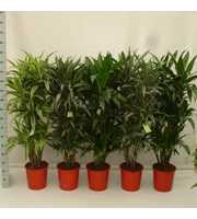 Dracaena Luxe Mix 90 vertakt