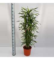 Dracaena Riki 120 vertakt