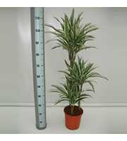 Dracaena White stripe 60/30/15