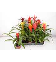 Bromelia mix