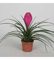 Tillandsia cyanea