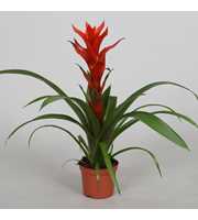 Guzmania 'Ostara'