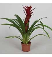 Guzmania 'Switch'