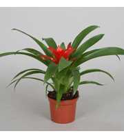 Guzmania 'Tempo'