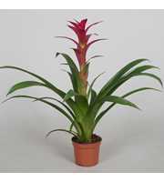 Guzmania 'Alerta'