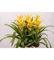 Guzmania Mirador