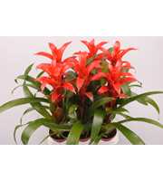 Guzmania Allura