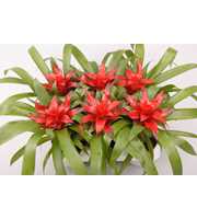 Guzmania Blitz