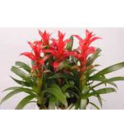 Guzmania Rostara