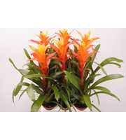 Guzmania Variada